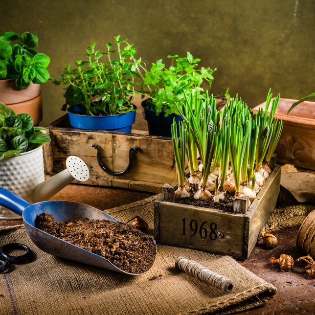 Replanting,Plants,-,Herbs,,Flowers,And,Plants,In,Pots,,Green